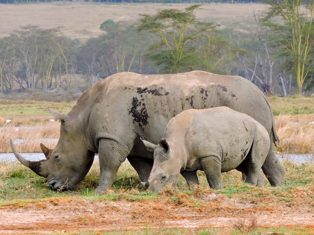 Rhinoceroses Rhinoceroses