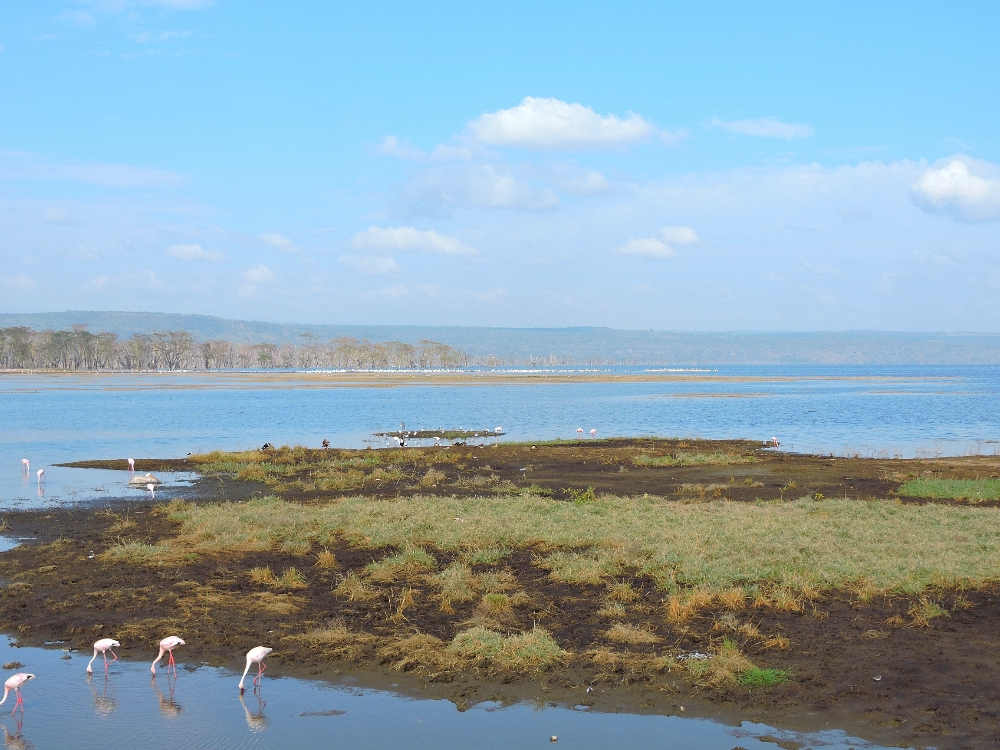  Lake Nakura 