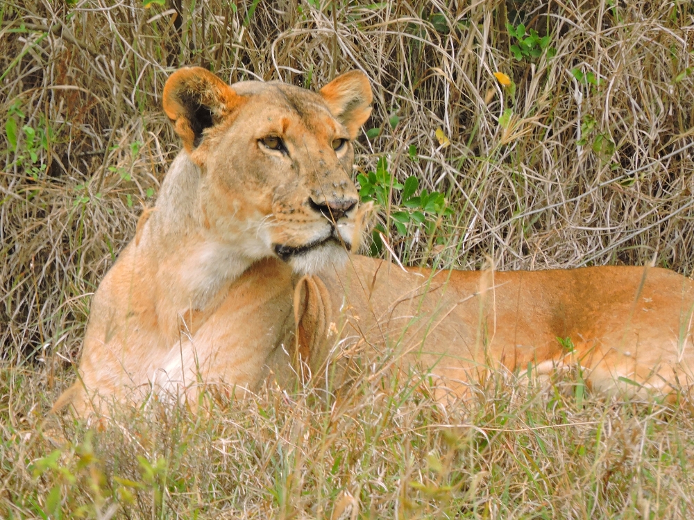 Lioness Lioness