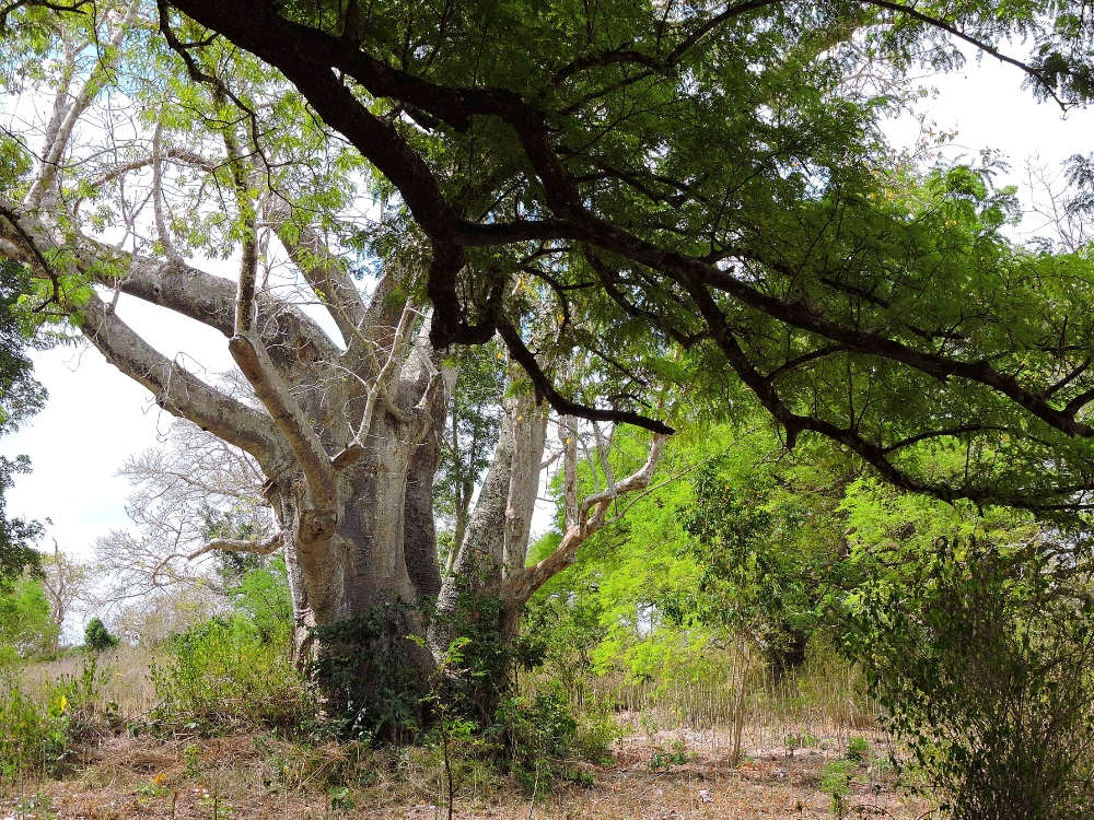 Kaya Fundo Giriama trees