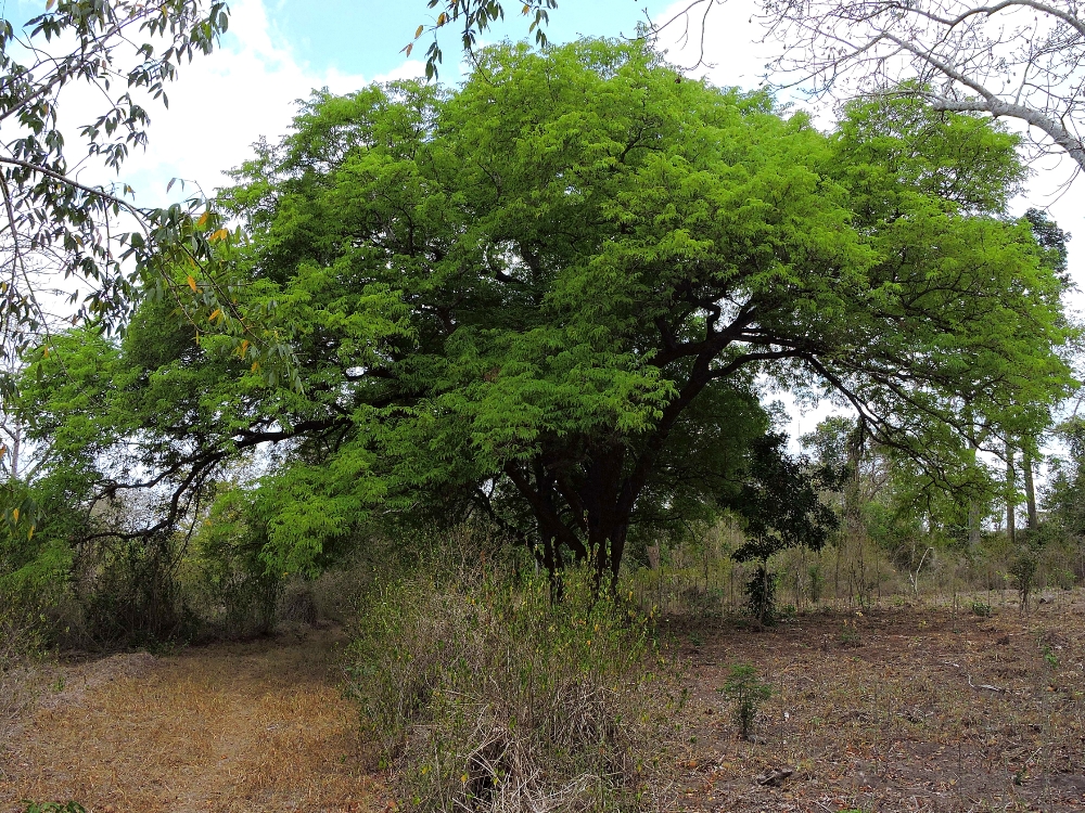 Kaya Fundo Giriama trees