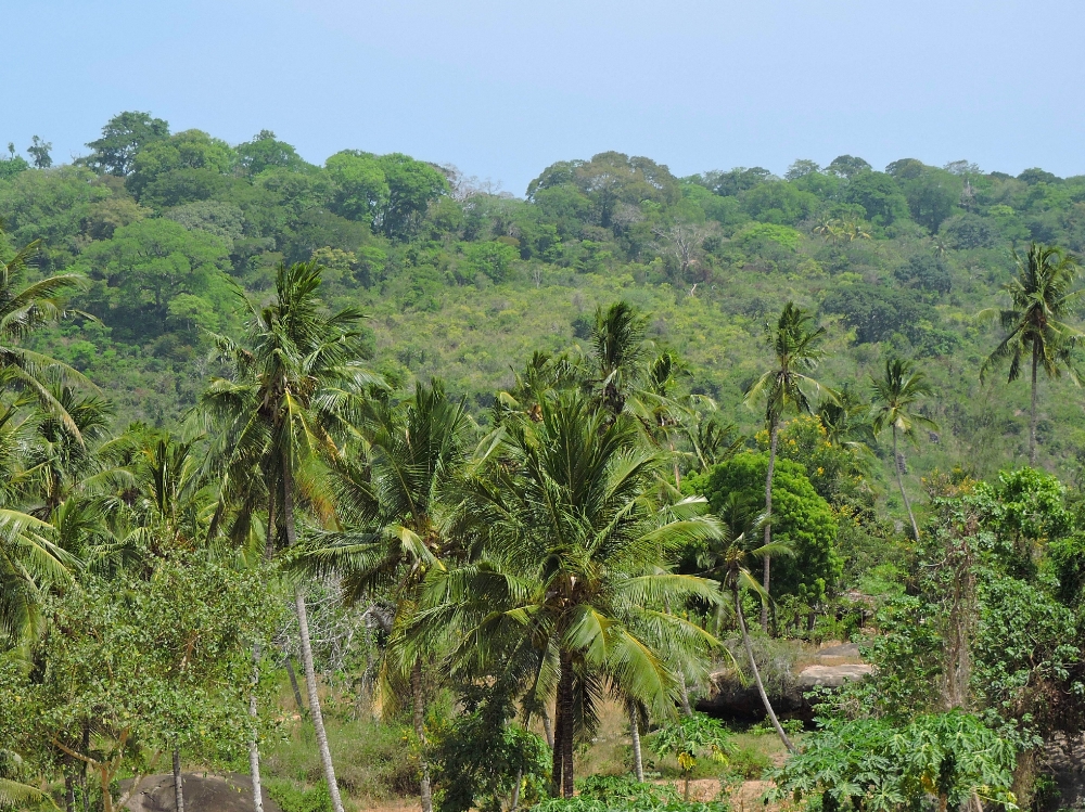Rabai forests Rabai forest