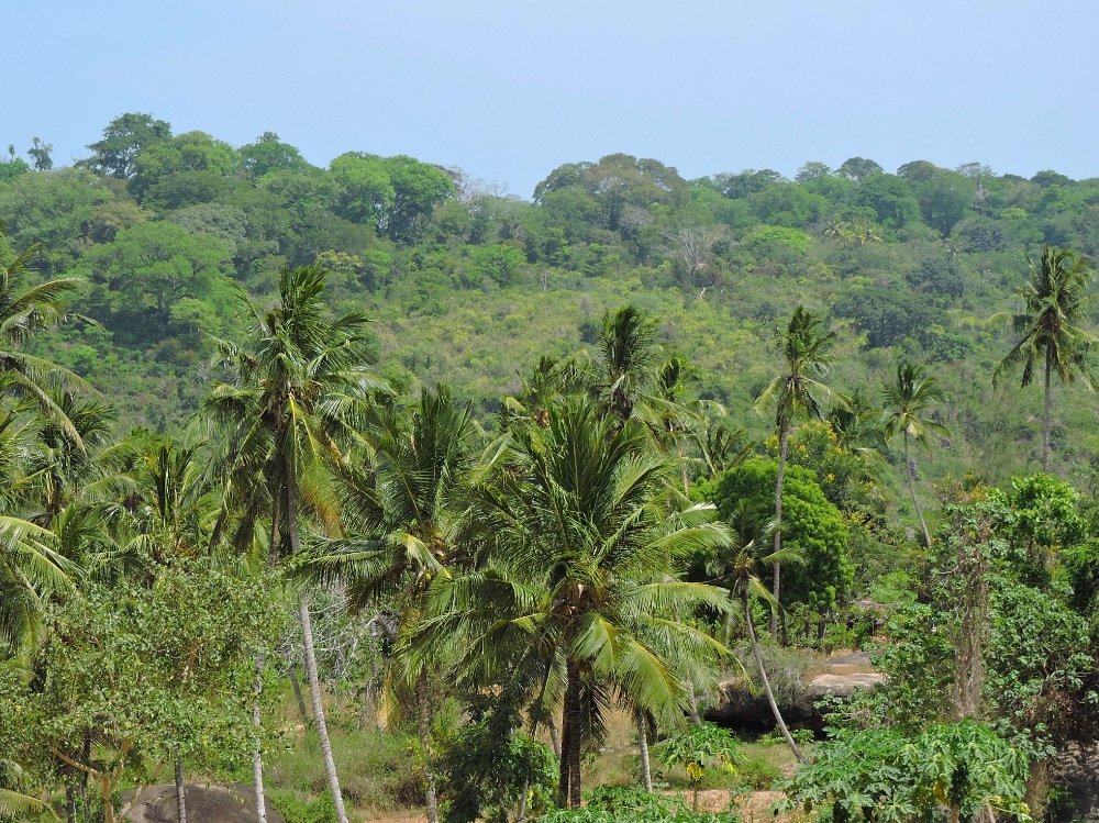 Rabai forest