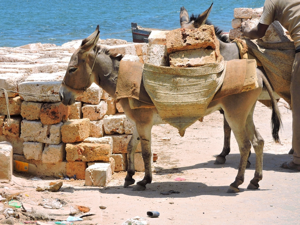  Lamu Donkey 