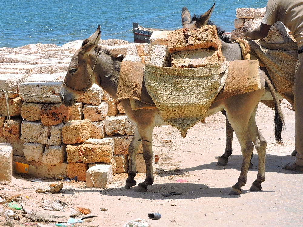 Lamu Donkey Lamu Donkey