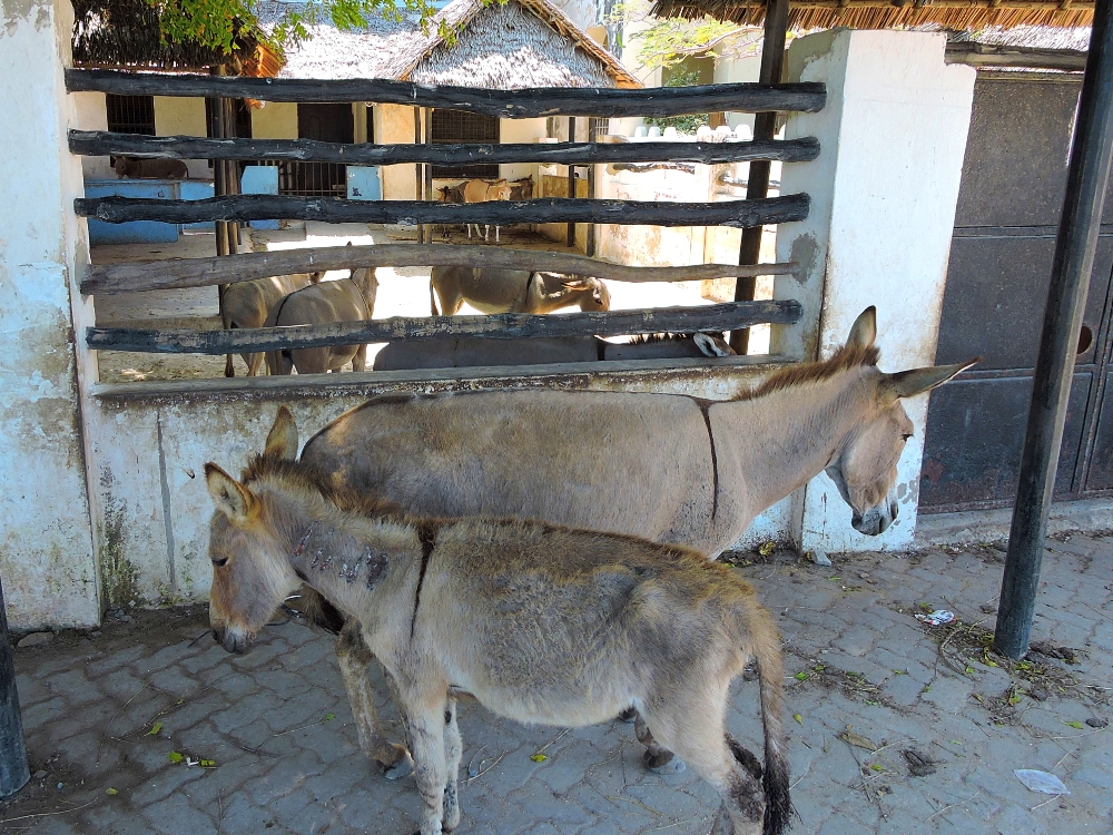 Lamu Donkey Sanctuary Lamu Donkey Sanctuary